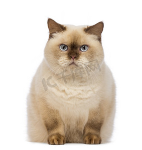脂肪英国短毛猫，2.5 岁，坐在看在白色背景前摄像机