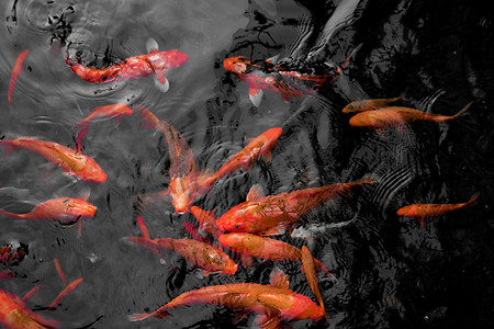 鲤鱼游水摄影照片_鲜红的科伊鱼在开阔的池塘里游来游去，红、白、橙的鱼在开阔的水里游来游去