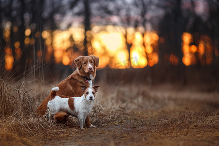 跳啊摄影照片_Dog Jack Russell Terrier and Dog Nova Scotia Duck Tolling Retriever  walking in the park