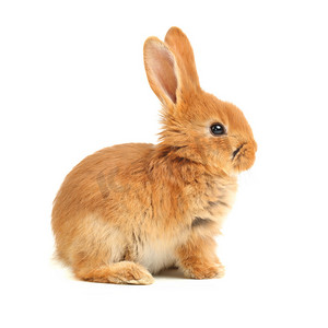 带墨镜的兔子摄影照片_大耳朵的兔子
