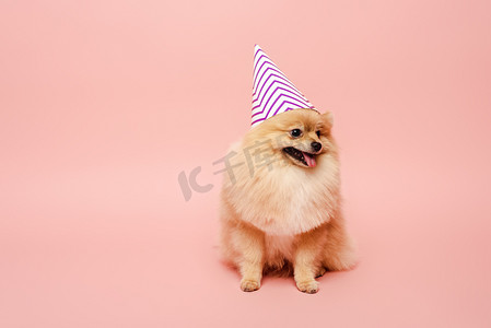真发摄影照片_粉红的波美拉尼亚斯皮茨犬坐在派对上庆祝生日