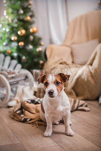 圣诞猫狗摄影照片_杰克罗素梗犬狗圣诞节，新年，