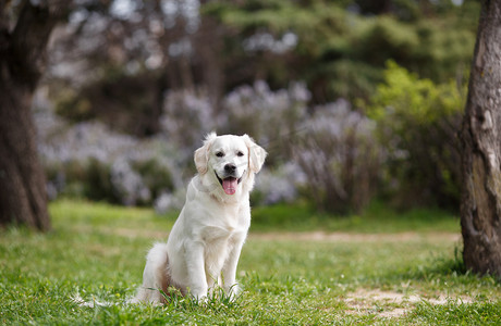 White Labrador in the summer park
