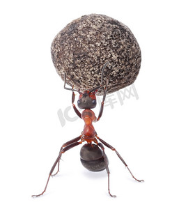 蚂蚁工作摄影照片_强大的蚂蚁控股块沉重的石头