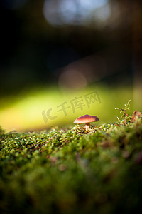 色彩鲜艳的蘑菇和苔藓视图