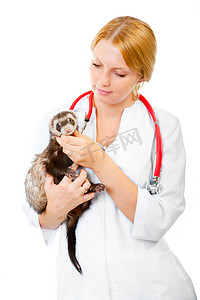 年轻兽医检查病人的雪貂