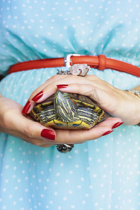 巴西彩龟。淡水红耳的龟在女人手里
