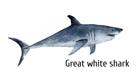 蓝色白背景科技摄影照片_水彩的大白鲨。孤立在白色背景上的白色死亡鲨鱼。为设计、 版画、 背景、 t 恤