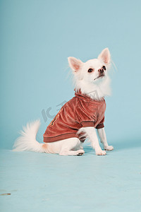 商务背景红色摄影照片_可爱的白色吉娃娃小狗身穿红色外套的工作室肖像孤立在淡蓝色背景