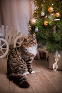 狸花猫戏剧、 爪子、 假日