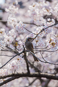 日本的樱花摄影照片_日本的樱花