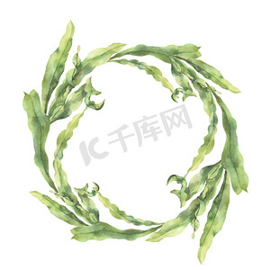 绿色食物插图摄影照片_与海带的水彩花圈。手绘水下花卉插图与孤立的白色背景上的藻类叶分支。为设计、 织物或打印.