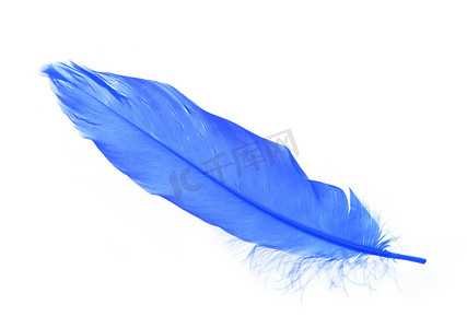 蓝色课程商务摄影照片_孤立在白色的蓝色羽毛