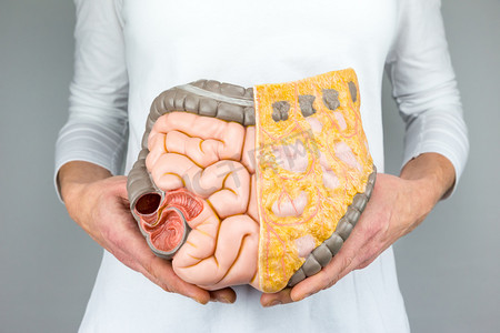 卤水大肠摄影照片_女人抱着模型的人体肠道在身体前方