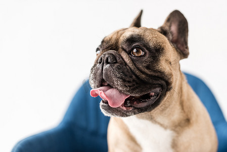 搞笑宠物狗摄影照片_搞笑斗牛犬 