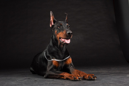 安全报摄影照片_黑色的杜宾犬肖像。工作室拍摄的母狗.