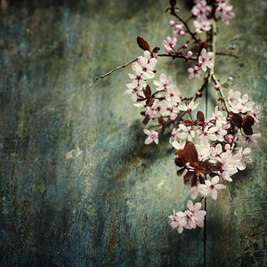 春天摄影照片_春天的樱花