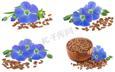 设置或收集在白色背景上隔离的亚麻蓝色花朵特写.