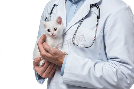 白色背景小猫的男性兽医裁剪镜头