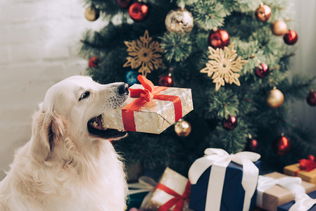 可爱的金毛猎犬坐在圣诞树附近的圣诞树附近的可爱的金毛猎犬的近距离视图