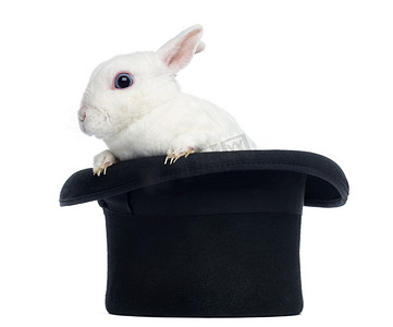 兔子魔术师摄影照片_迷你雷克斯兔坚持自己从顶帽子，白色上孤立