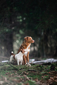 狗杰克罗素梗和狗新斯科舍省鸭子收费猎犬走在森林