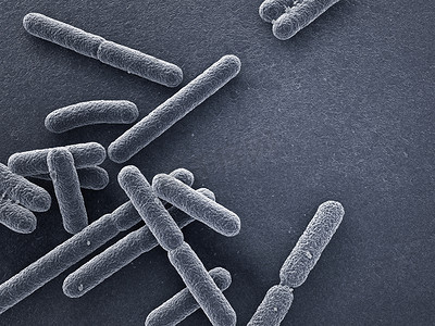 枯草芽孢杆菌摄影照片_Escherichia coli bacteria closeup 