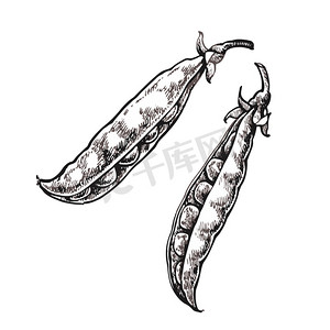 豌豆素描摄影照片_手绘素描豌豆。在白色背景上隔离的有机食品插图.