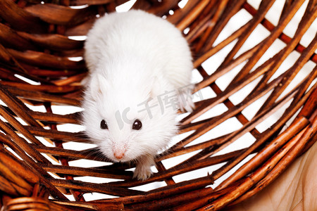 在篮子里只白老鼠