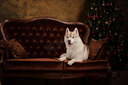 工作室彩色背景，圣诞节和新年的肖像狗咬狗品种哈士奇.