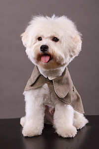 一套西装摄影照片_马尔济斯犬在一套西装 