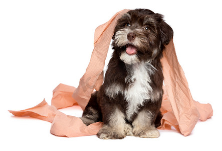 搞笑宠物狗摄影照片_搞笑黑巧克力犬种去年成为小狗玩卫生纸