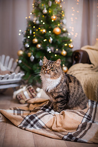 花猫摄影照片_狸花猫戏剧、 爪子、 假日