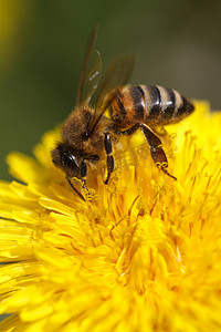 Bee Pollen auf gelben Löwenzahn sammeln. Makro蜜蜂采集花粉在黄色的蒲公英。宏.