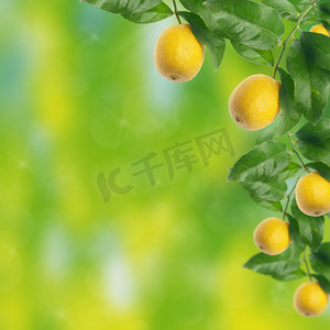 美食摄影照片_柠檬树与散景