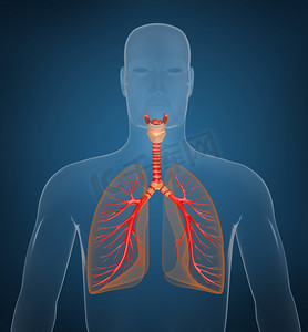 肺医学背景摄影照片_肺-肺系统。永远照顾视图中，在白色隔离