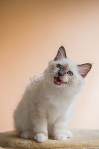 小猫神圣 · 伯尔曼米色粉红色背景