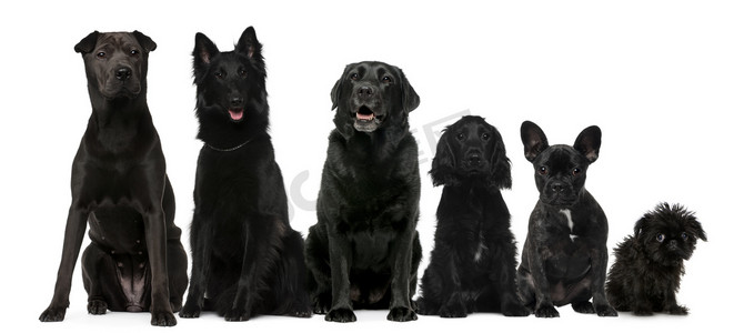 群黑犬坐，从高到较小的反对白色背景