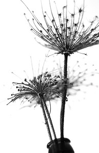 黑白抽象花卉背景