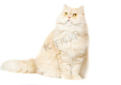 猫狗爪子摄影照片_白色背景上的红猫