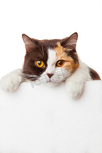 可爱的小猫，空白的广告牌。可爱的英国短毛猫基特