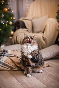 花猫啤酒摄影照片_狸花猫戏剧、 爪子、 假日