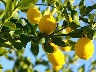 矢量植物莫兰迪摄影照片_柠檬树.