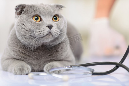 积极的兽医检查一只猫