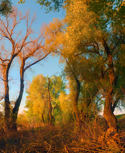 在阳光灿烂的日子上风景绘画表现在森林里的老树