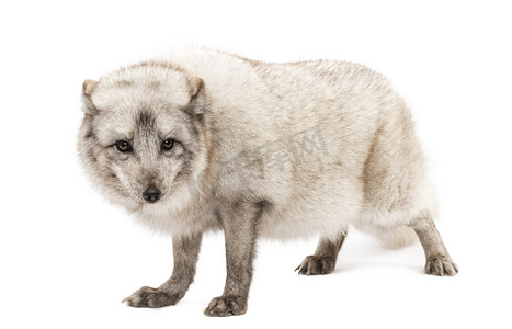 已知摄影照片_北极狐狸，狐狸蓝狐也称为白狐狸，极地 f