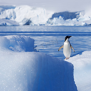 冰山背景摄影照片_Nature and landscapes of Greenland with penguin