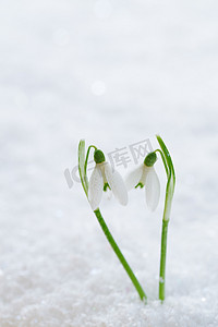 植物b摄影照片_两个可爱雪花莲的花软焦点