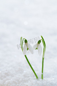 两个可爱雪花莲的花软焦点