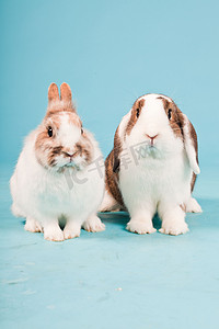 Two white brown rabbits isolated on blue background. Studio shot.